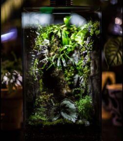 Bioloark Bio Bottle FD | Mini Terrarium