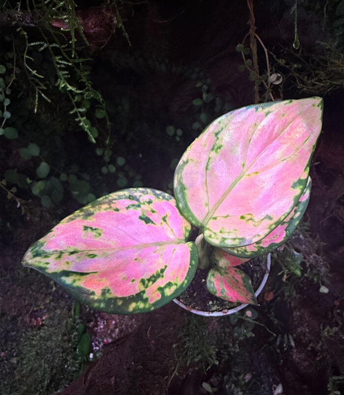 Aglaonema commutatum Aglaonema commutatum