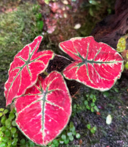 Caladium bicolor