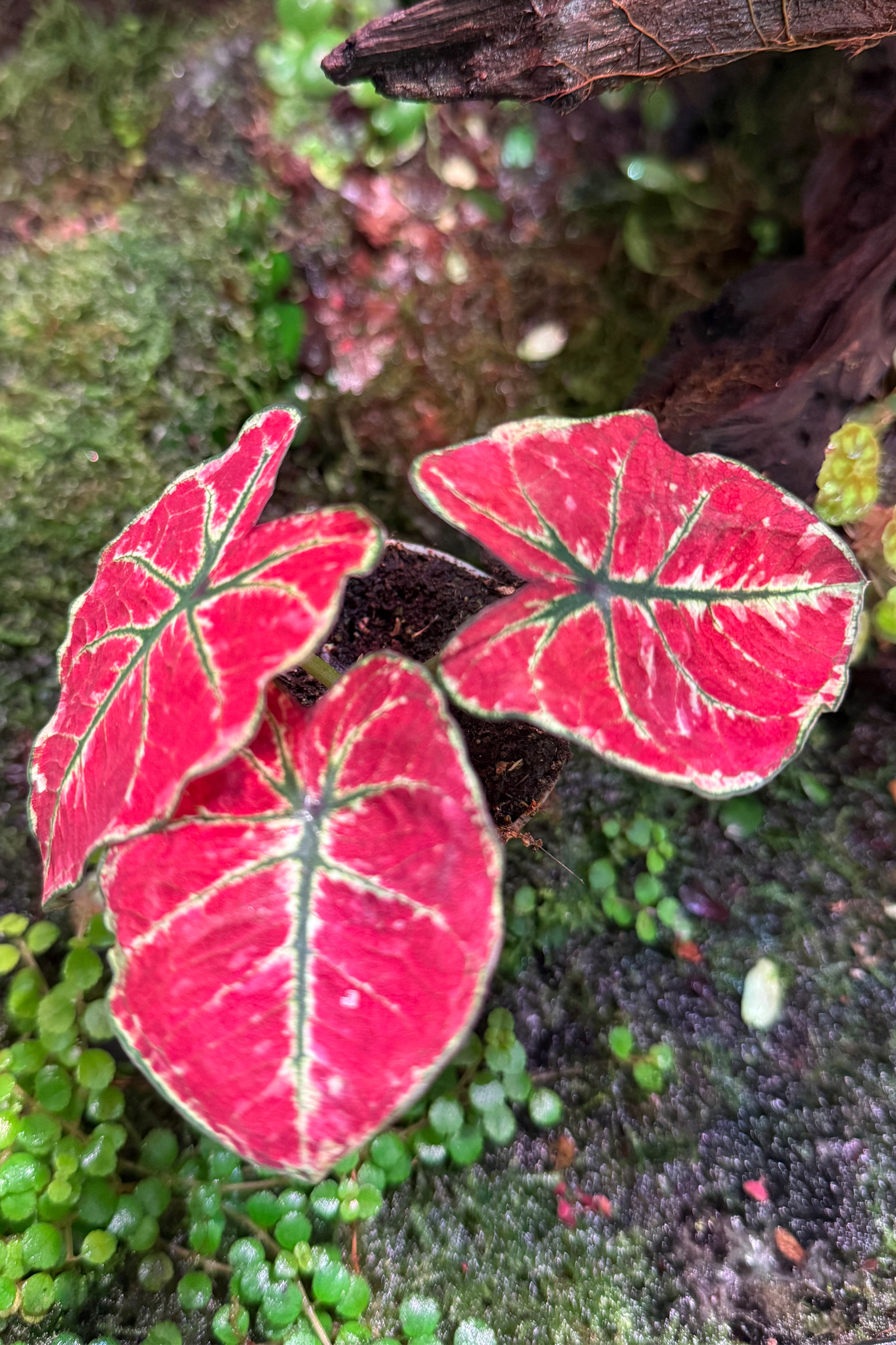 Caladium bicolor