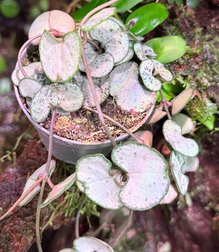 Ceropegia woodii Ceropegia woodii