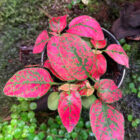 Hypoestes phyllostachya ‘Baker’ rot|