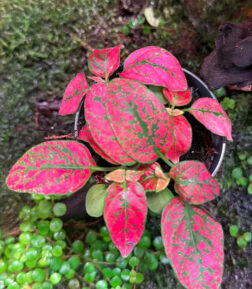 Hypoestes phyllostachya ‘Baker’