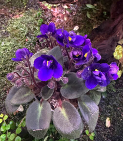 Streptocarpus ionanthus