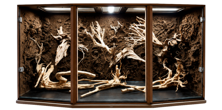 Bioaktives Terrarium einrichten – mit der Terrawall als stabile Grundlage