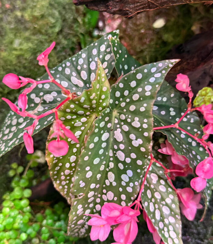 begonia maculata-1 begonia maculata-1