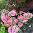 fitonia pink