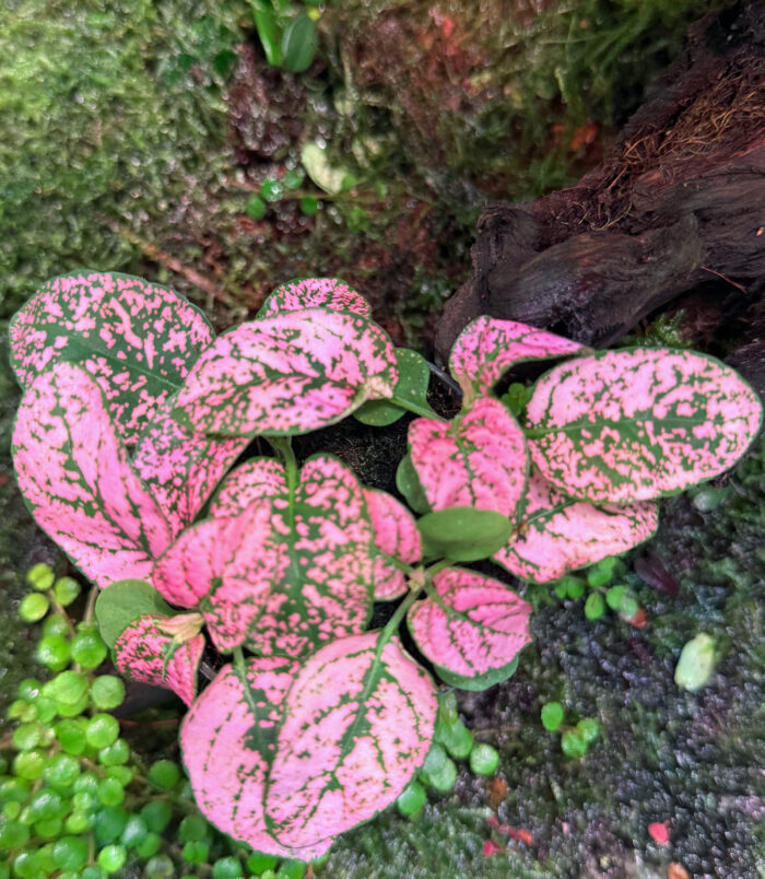 fitonia pink fitonia pink