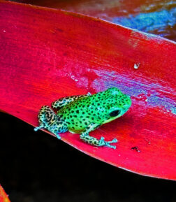 Oophaga pumilio "Punta laurell"