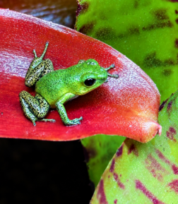 Oophaga pumilio “Cayo de Agua”