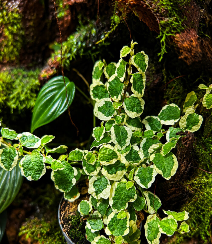 ficuswhite
