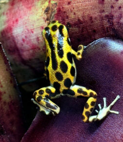 Oophaga pumilio “Bastimentos Gold Dust"